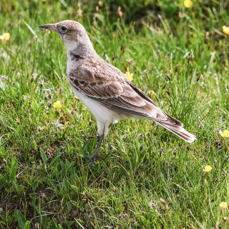 Brown-cheeked Rail and Tibetan Lark