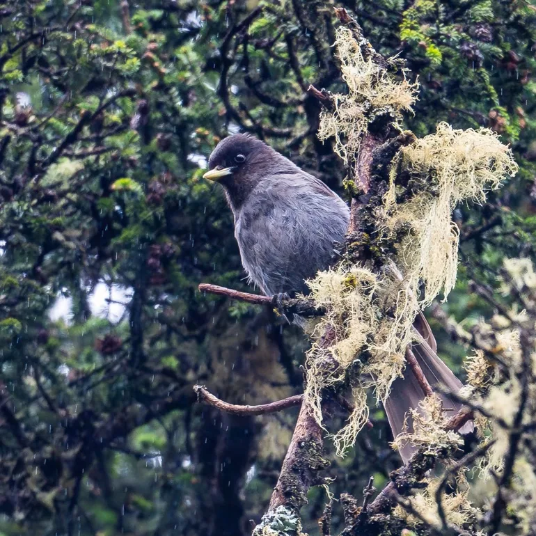 Giant Laughingthrush and Sichuan Jay · photo: Li and Lisa Li