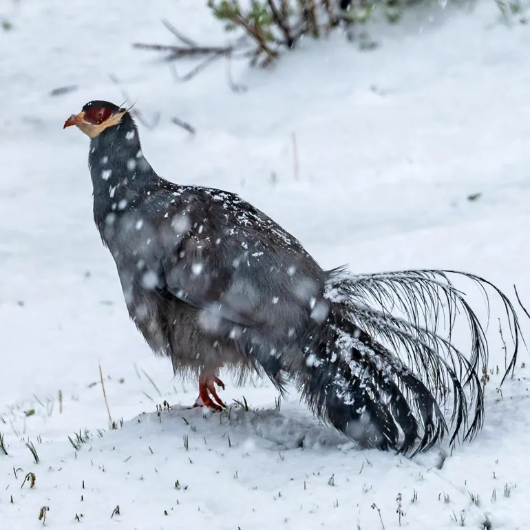 Severtzov’s Tit-warbler and Blue Eared-Pheasant · photo: Li and Lisa Li