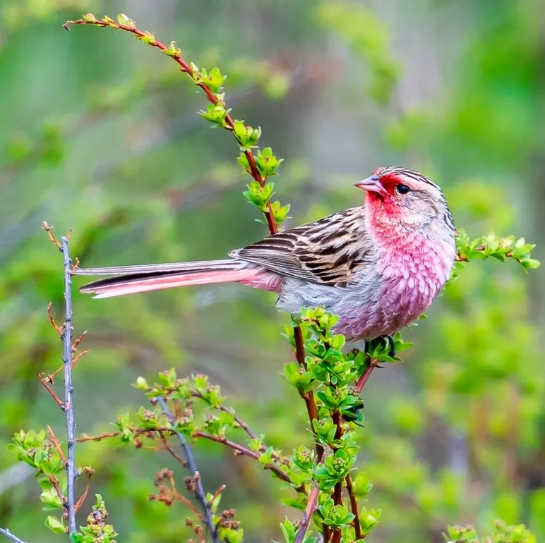 Maroon-backed Accentor and Prewalski’s Pinktail · photo: Li and Lisa Li
