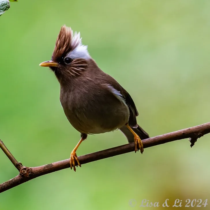 Rufous-faced Warbler and White-naped Yuhina · photo: Li and Lisa Li