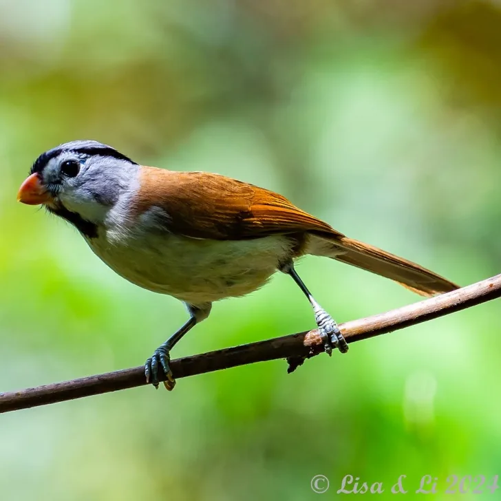 Dusky Fulvetta and Grey-headed Parrotbill · photo: Li and Lisa Li