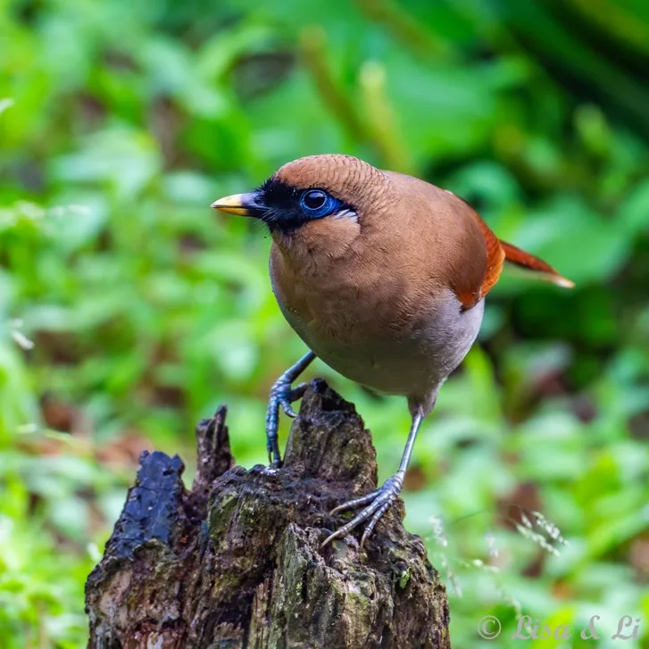 Spot-breasted Parrotbill and Buffy Laughingthrush · photo: Li and Lisa Li