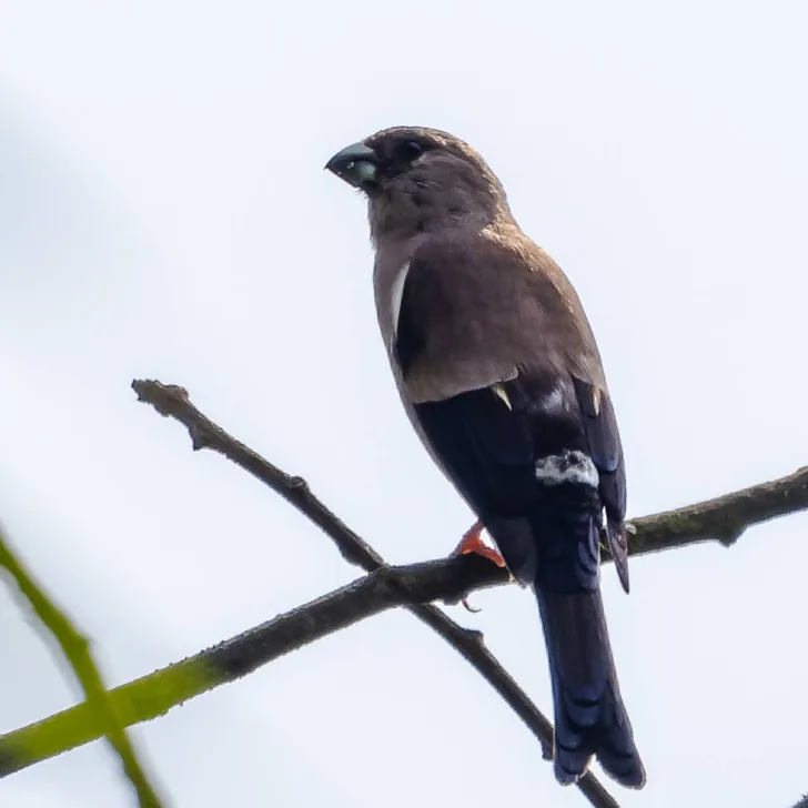 Brownish-flanked Bush Warbler and Brown Bullfinch · photo: Li and Lisa Li
