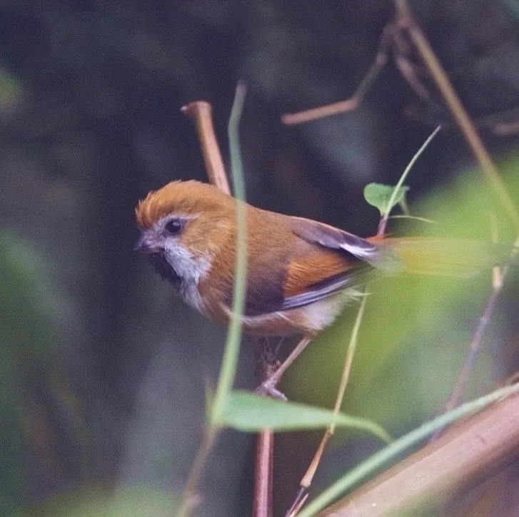 Chinese Babax and Golden Parrotbill