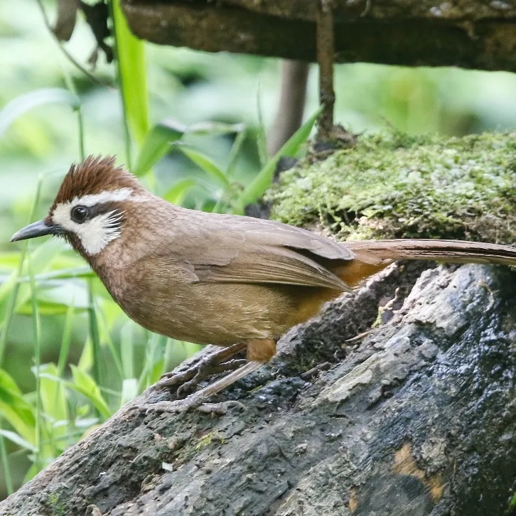 Red-billed Leiothrix and White-browed Laughingthrush