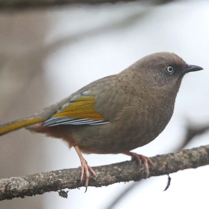 Brown Grasshopper Warbler and Elliot’s Laughingthrush