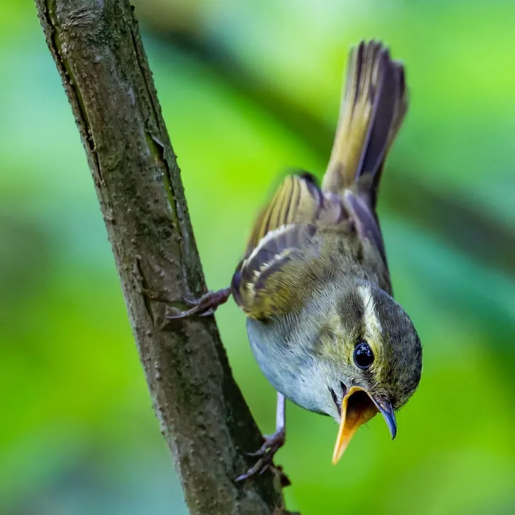 Grey-hooded Fulvetta and Emei Leaf Warbler · photo: Li and Lisa Li