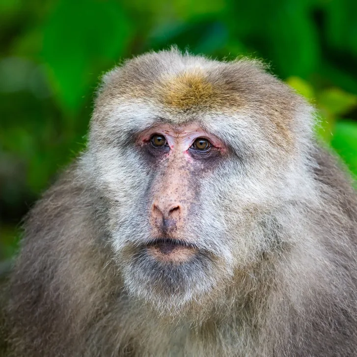Azalea species and Tibetan Macaque · photo: Li and Lisa Li