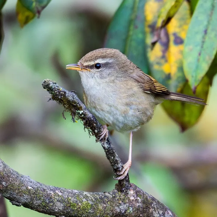 Yellowish-bellied Bush Warbler and Aberrant Bush Warbler · photo: Li and Lisa Li