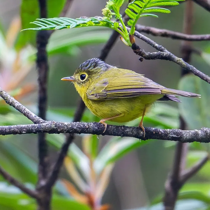 Chinese Blue Flycatcher and Bianchi’s Warbler · photo: Li and Lisa Li