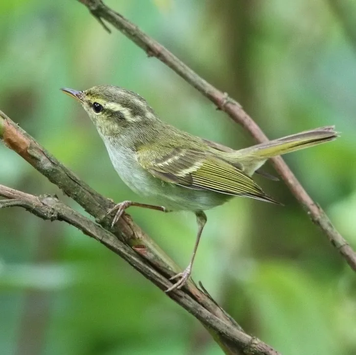 Necklaced Woodpecker and Emei Leaf Warbler