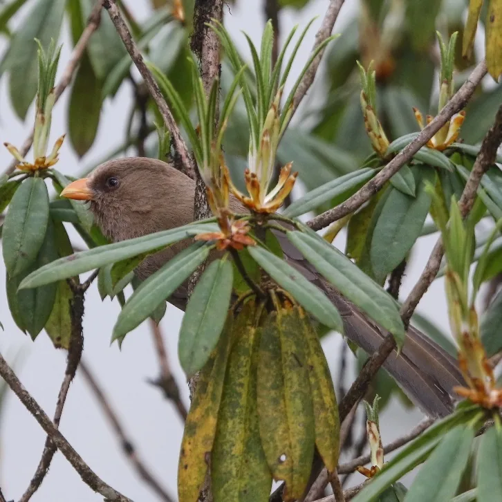 Sichuan Leaf Warbler and Great Parrotbill
