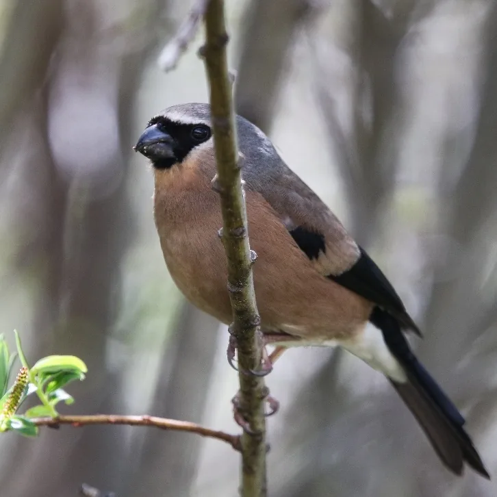 Hodgson’s Treecreeper and Grey-headed Bullfinch