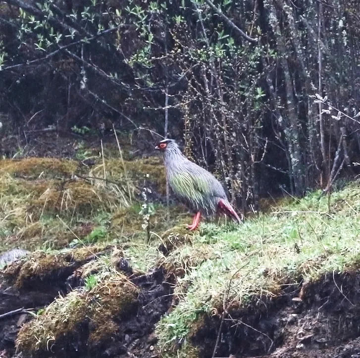 Sichuan Thrush · photo: Li and Lisa Li, and Blood Pheasant · photo: Mike Nelson