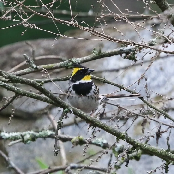 Chestnut-headed Tesia and Yellow-throated Bunting
