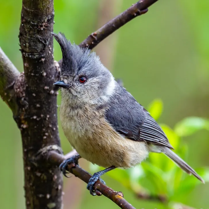Greenish Warbler and Grey-crested Tit · photo: Li and Lisa Li