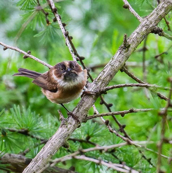 Green Shrike Babbler and Sooty Bushtit · photo: Li and Lisa Li