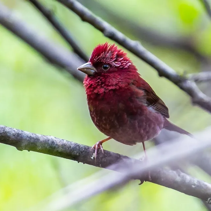 Sharpe’s Rosefinch and Vinaceous Rosefinch · photo: Li and Lisa Li