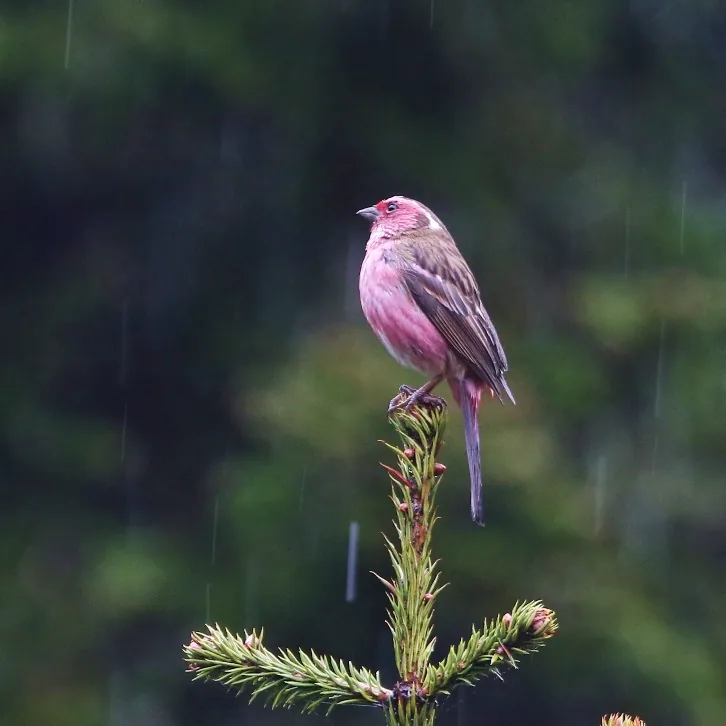 Black Woodpecker and Chinese White-browed Rosefinch