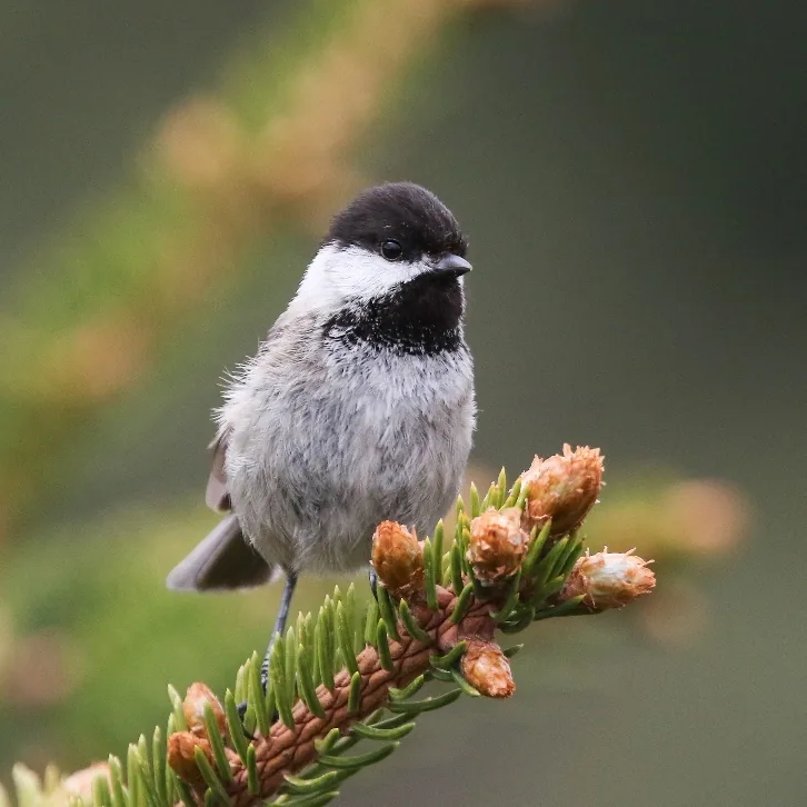 Three-banded Rosefinch and Sichuan Tit