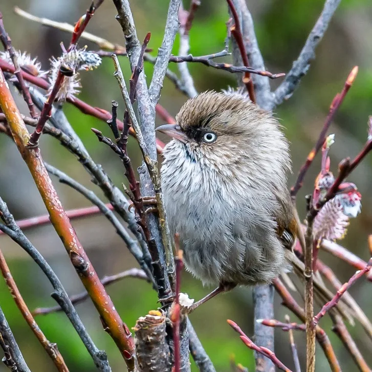 Wallcreeper and Chinese Fulvetta · photo: Li and Lisa Li