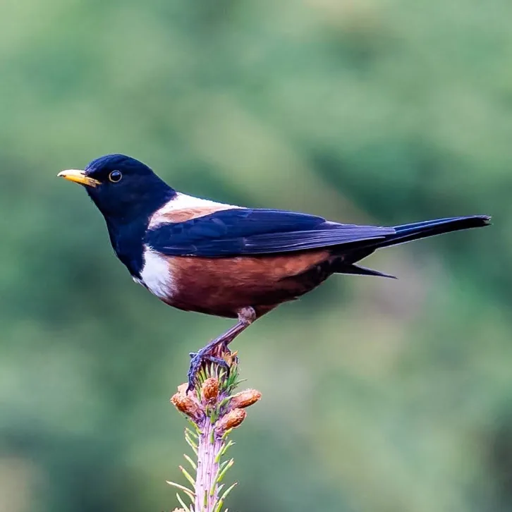 White-throated Redstart and Kessler’s Thrush · photo: Li and Lisa Li