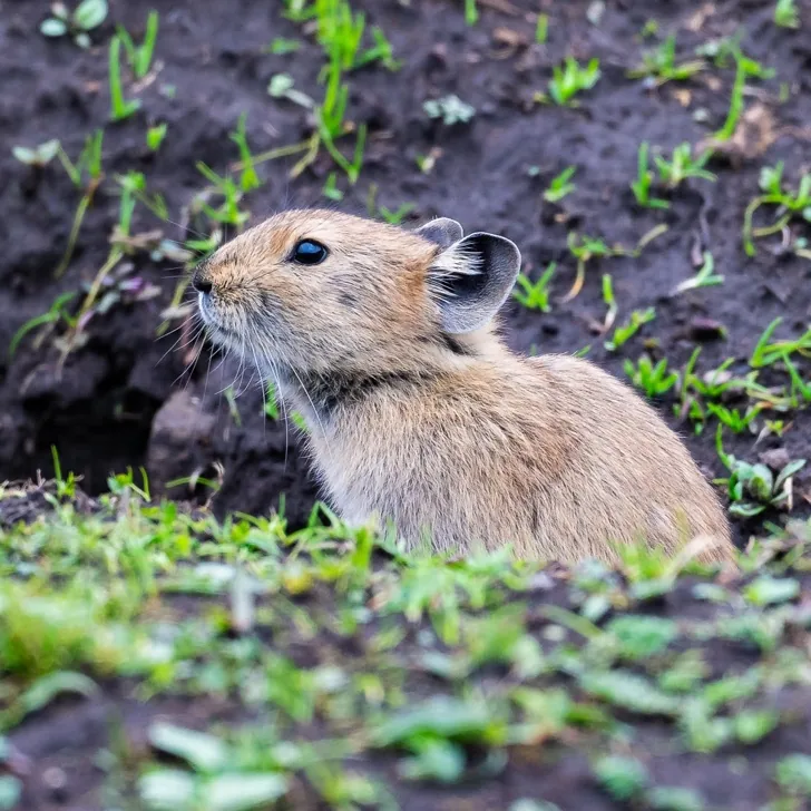 Pika sp.