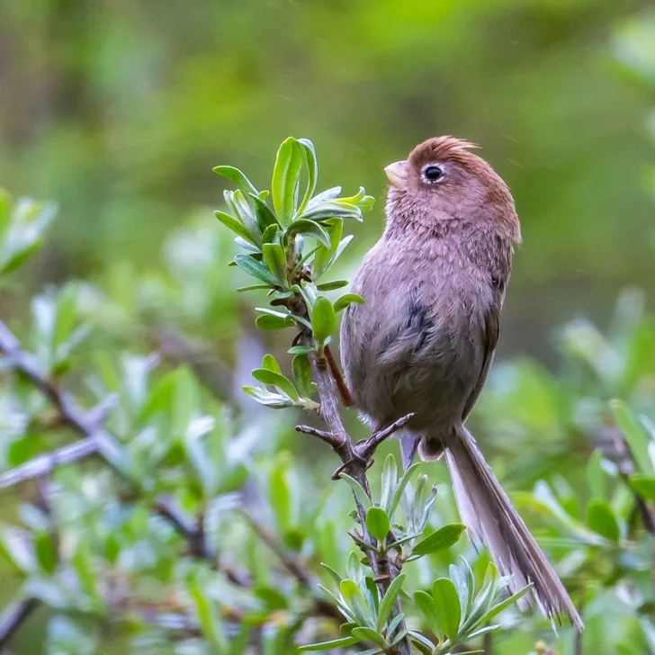 Yellow-streaked Warbler and Spectacled Parrotbill · photo: Li and Lisa Li