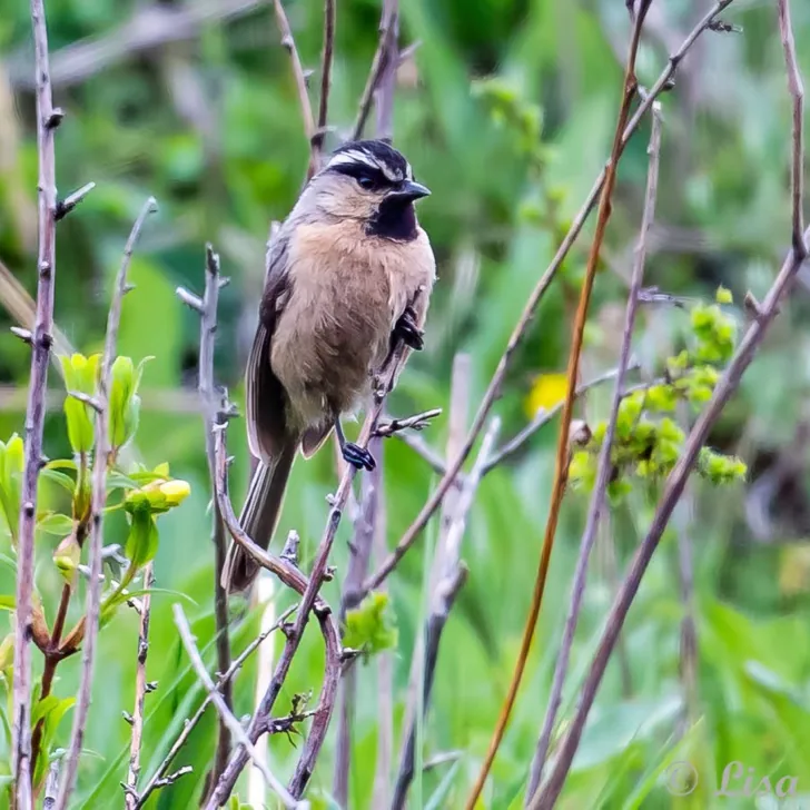Przewalski’s Nuthatch and White-browed Tit · photo: Li and Lisa Li