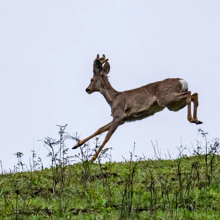 Black-necked Crane and Eastern Roe Deer · photo: Li and Lisa Li