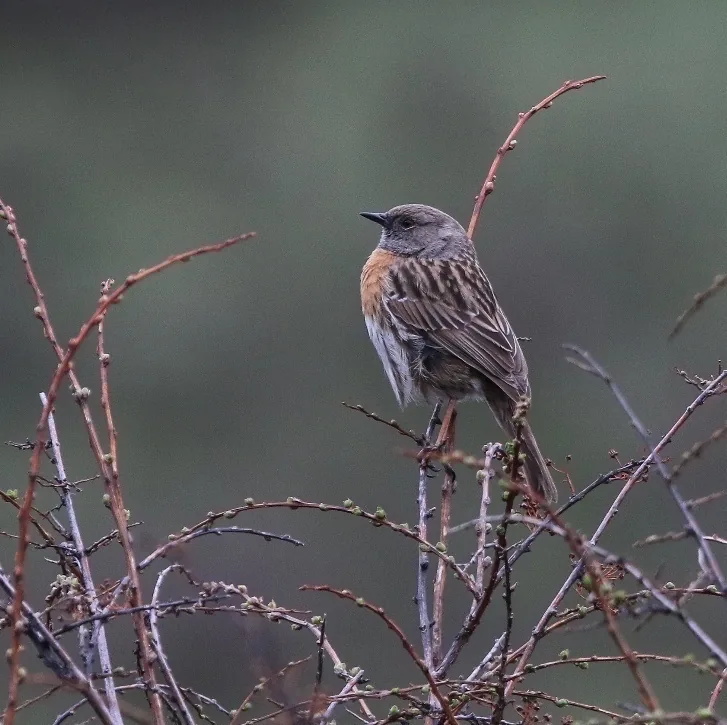 Hodgson’s Redstart and Robin Accentor