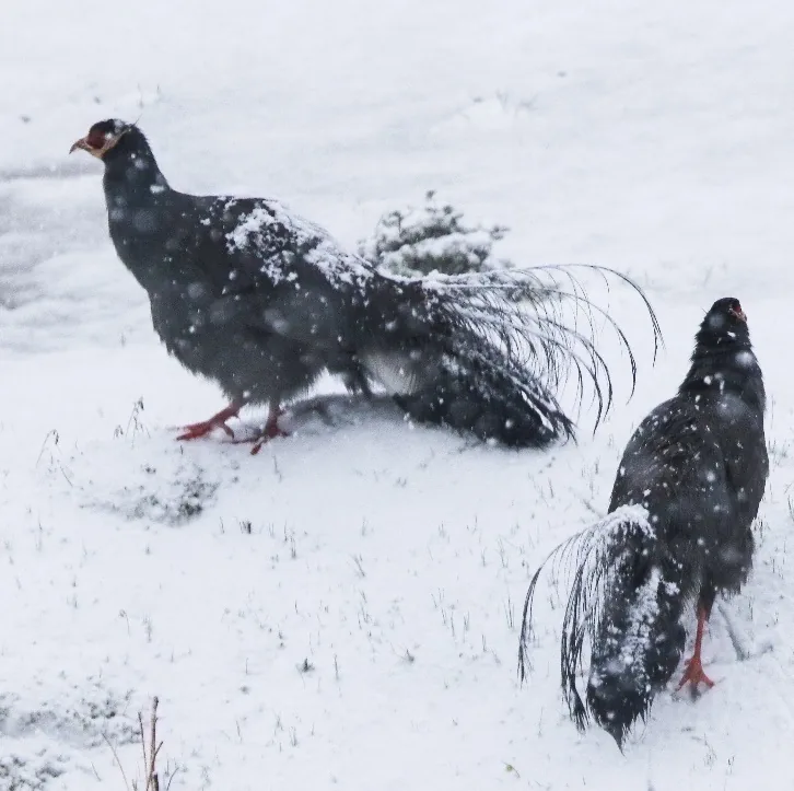 Great Spotted Woodpecker and Blue Eared-Pheasant