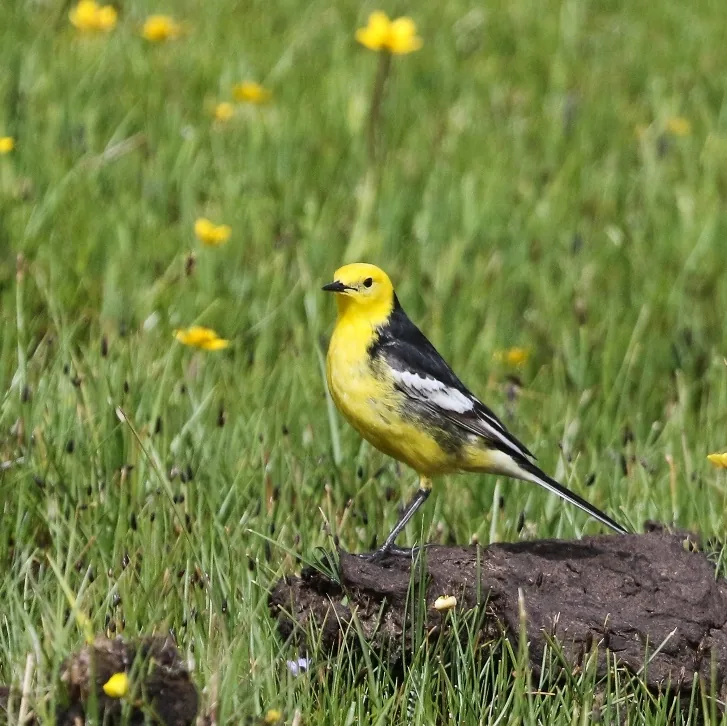 Tibetan Grey Shrike and calcarata Citrine Wagtail