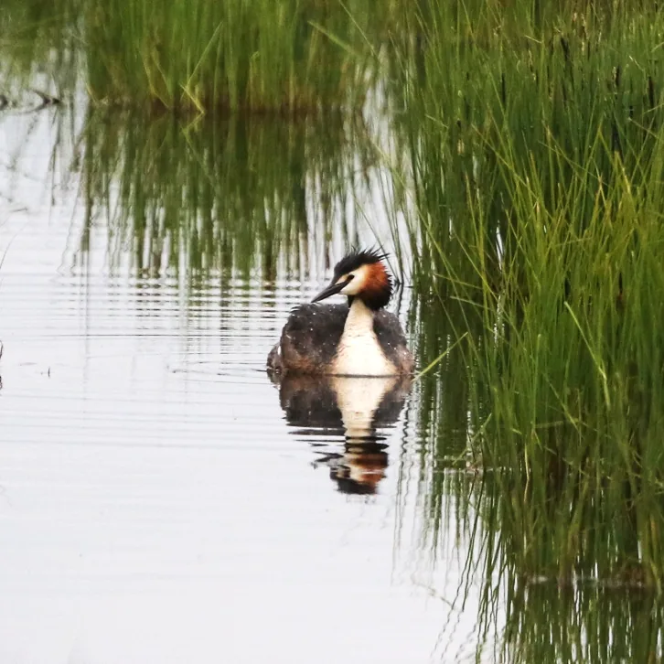 Saker Falcon and Great Crested Grebe