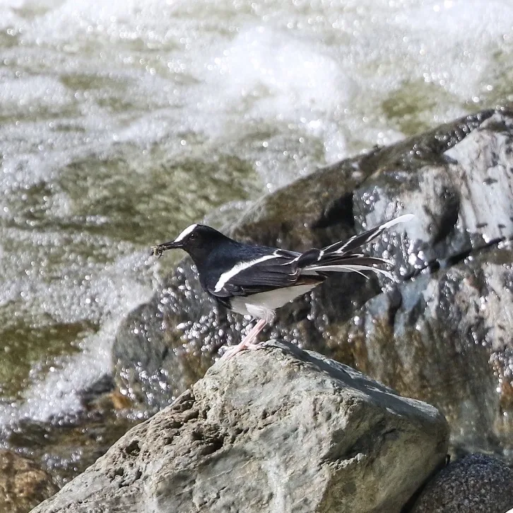 Blanford’s Rosefinch and White-crowned Forktail