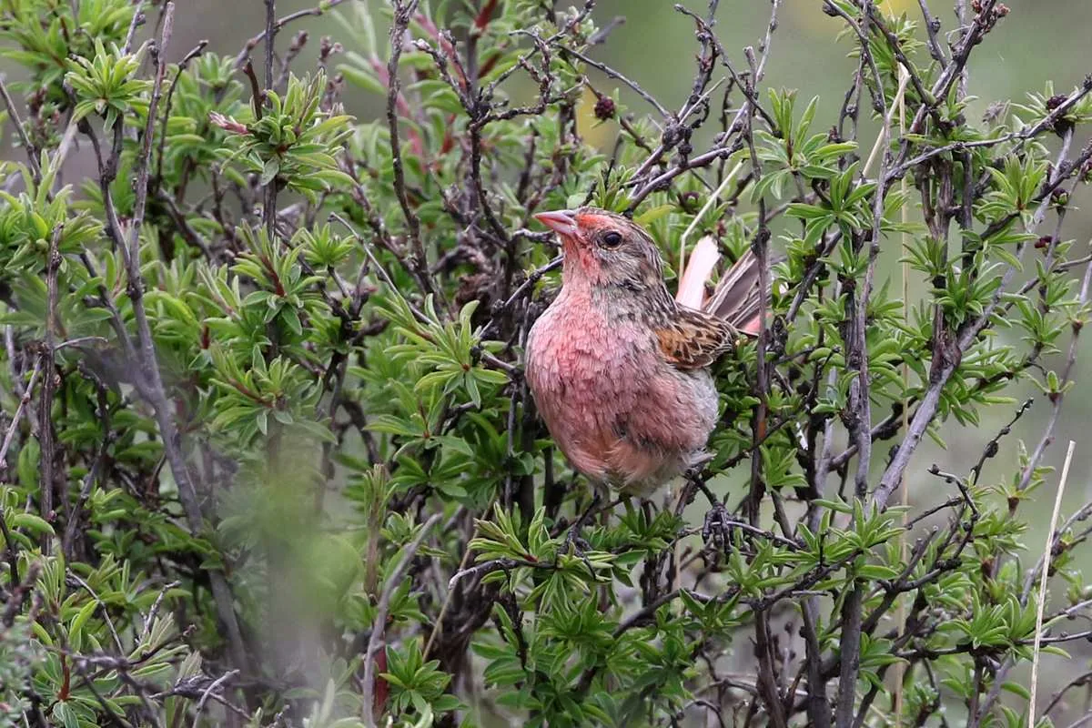 This Przevalski’s Rosefinch was a new family for all participants