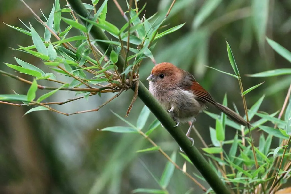 Vinous-throated Parrotbill Chengdu