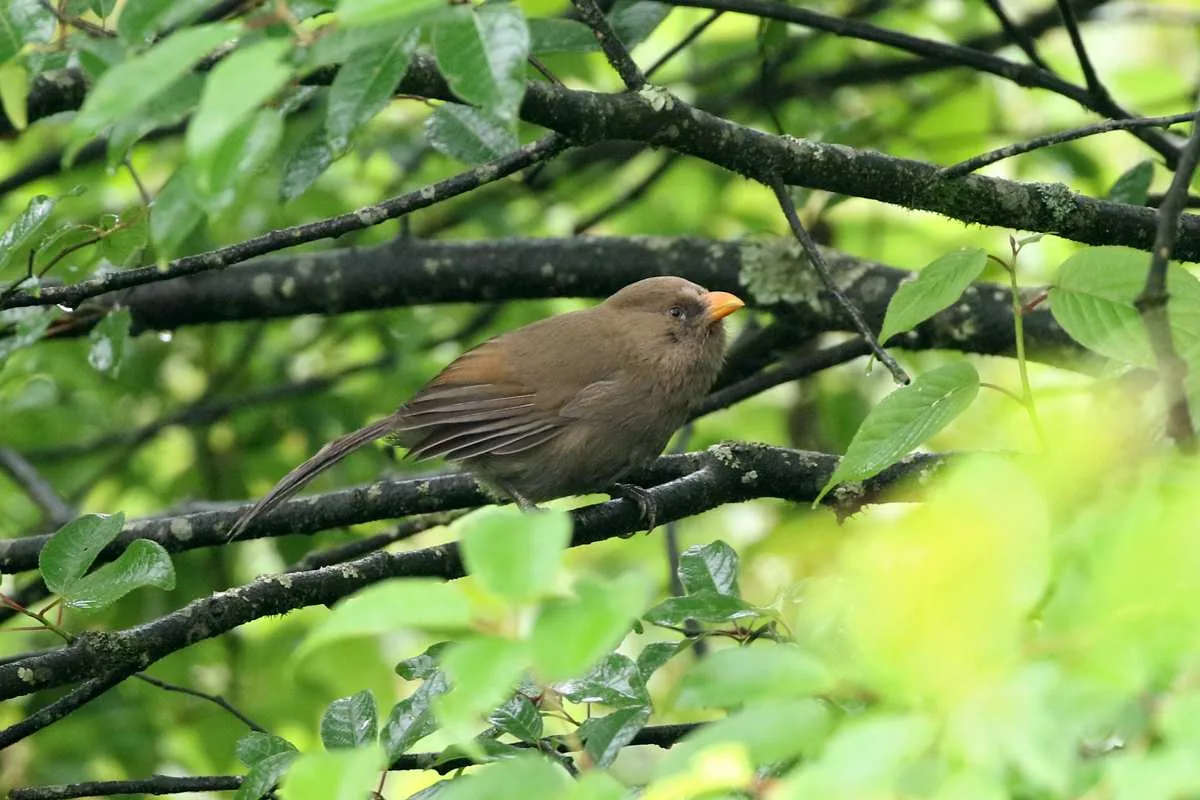 Great Parrotbill Longcanggou