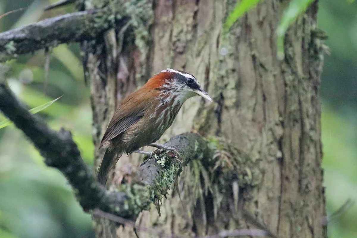 Streak-breasted Scimitar-Babbler Longcanggou