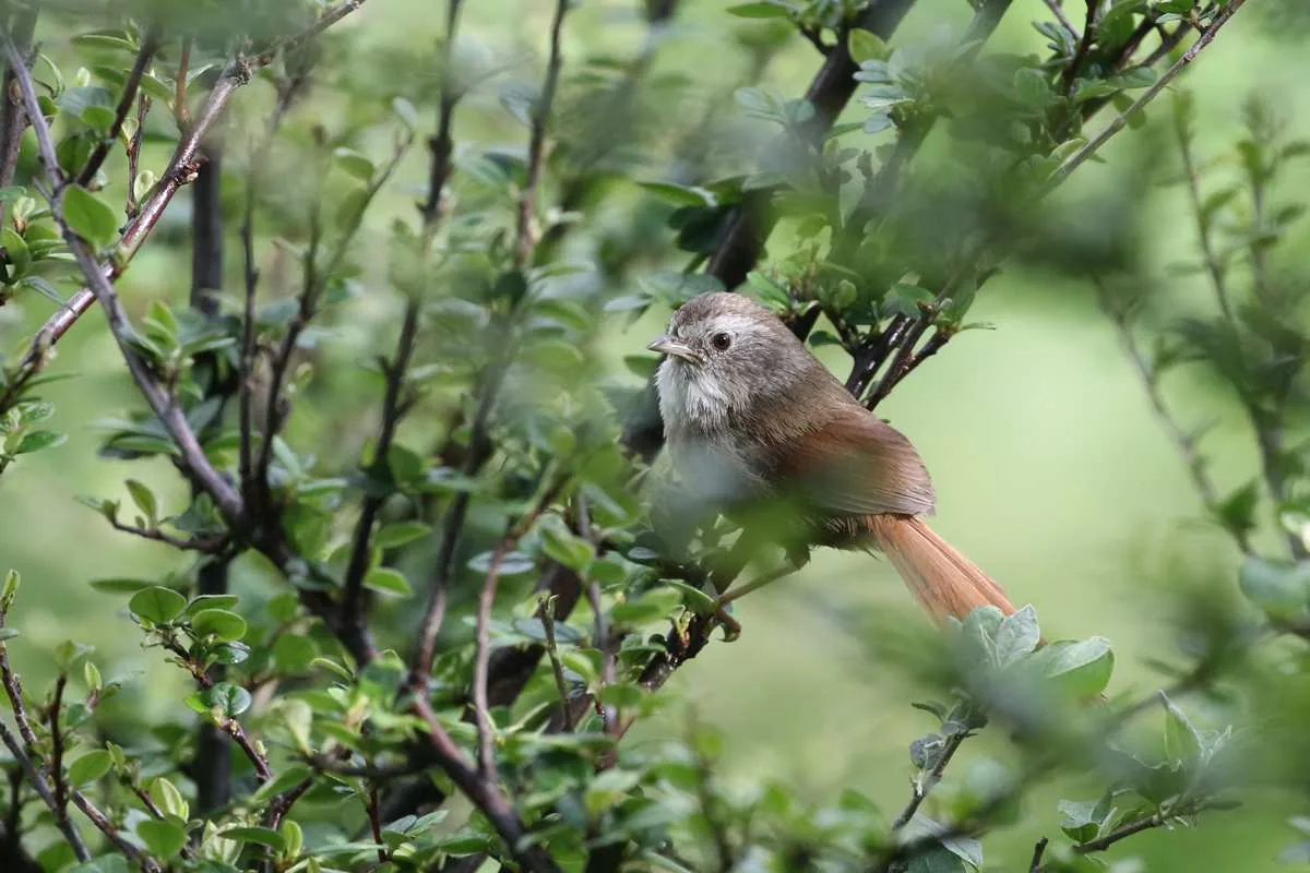 Rufous-tailed Babbler (above) and Golden Bush-Robin (below) Erlangshan
