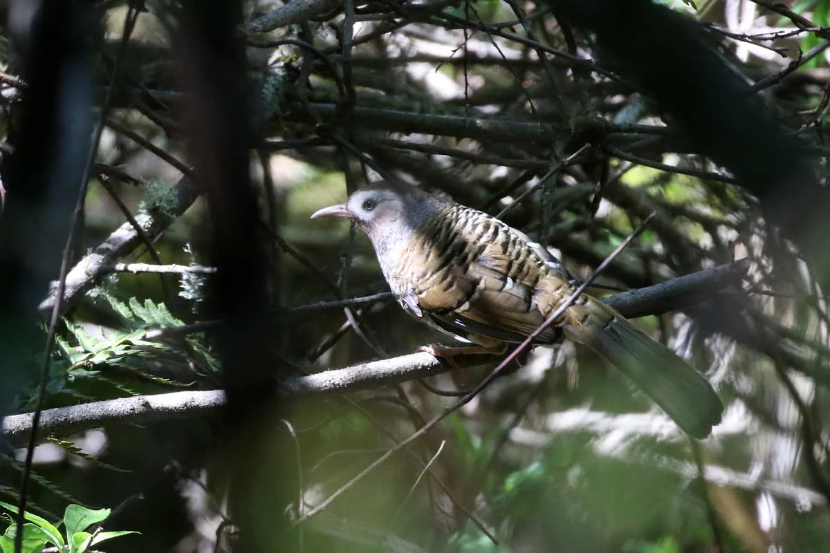 Barred Laughingthrush Erlangshan