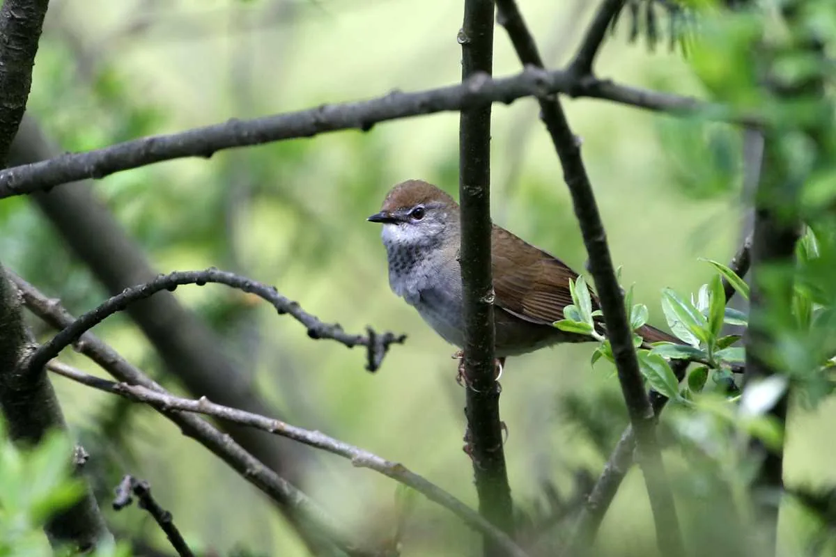 Spotted Bush-Warbler Erlangshan and Gould’s Sunbird