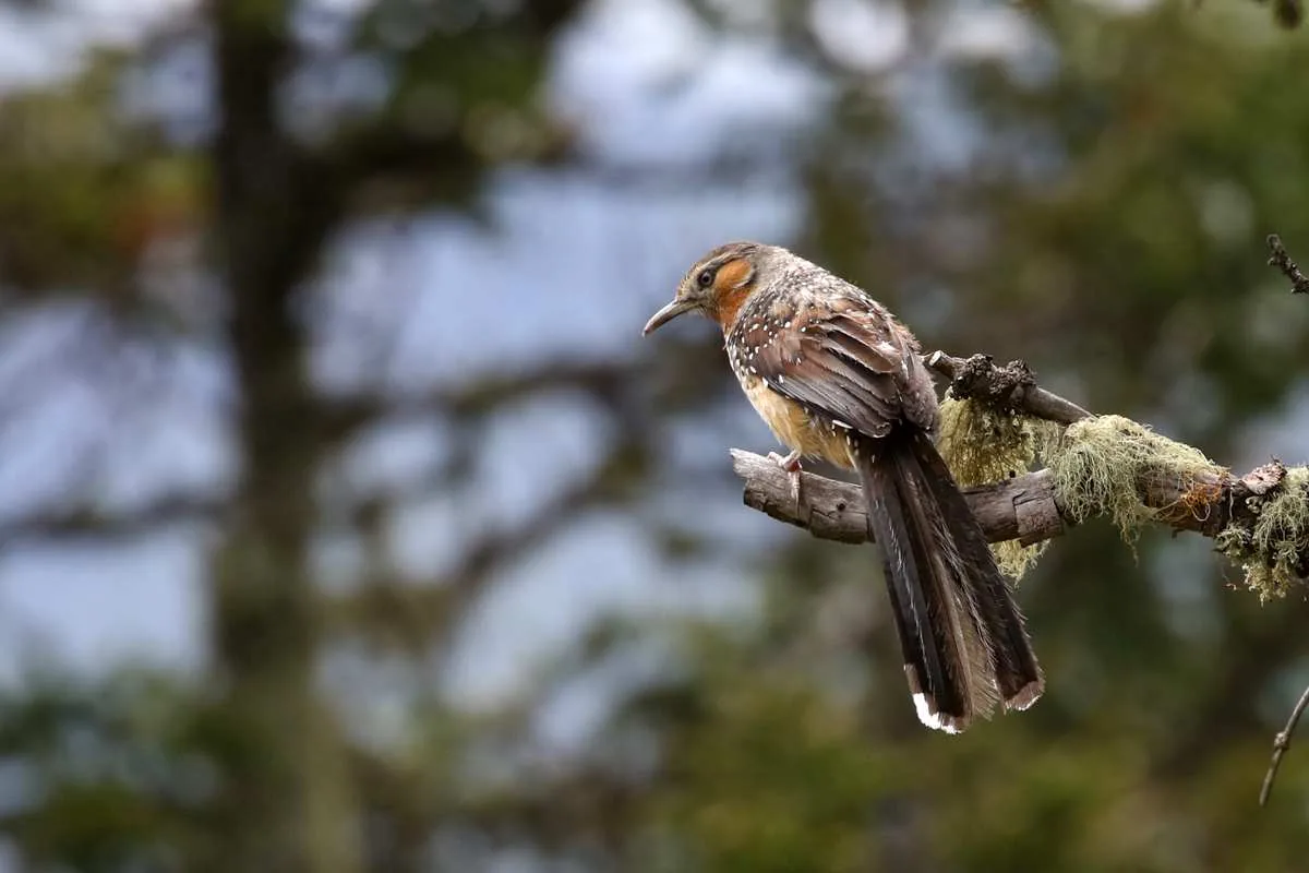 Giant Laughingthrush Balang Shan
