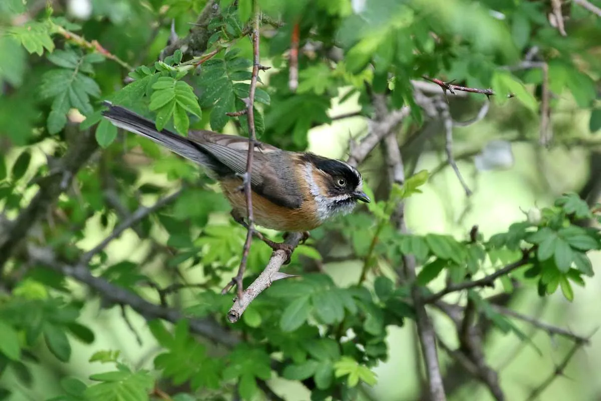 Black-browed Tit (above) and Himalayan Bluetail Balang Shan