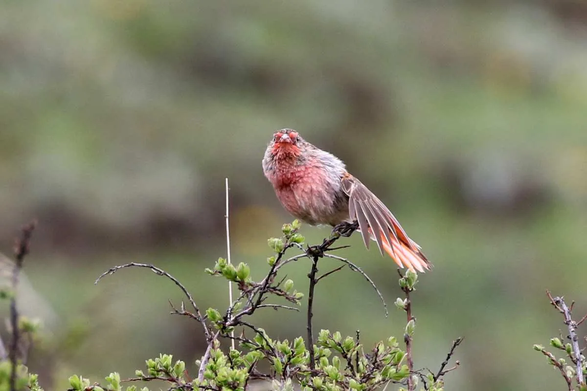 Przevalski’s Rosefinch Tibetan Plateau