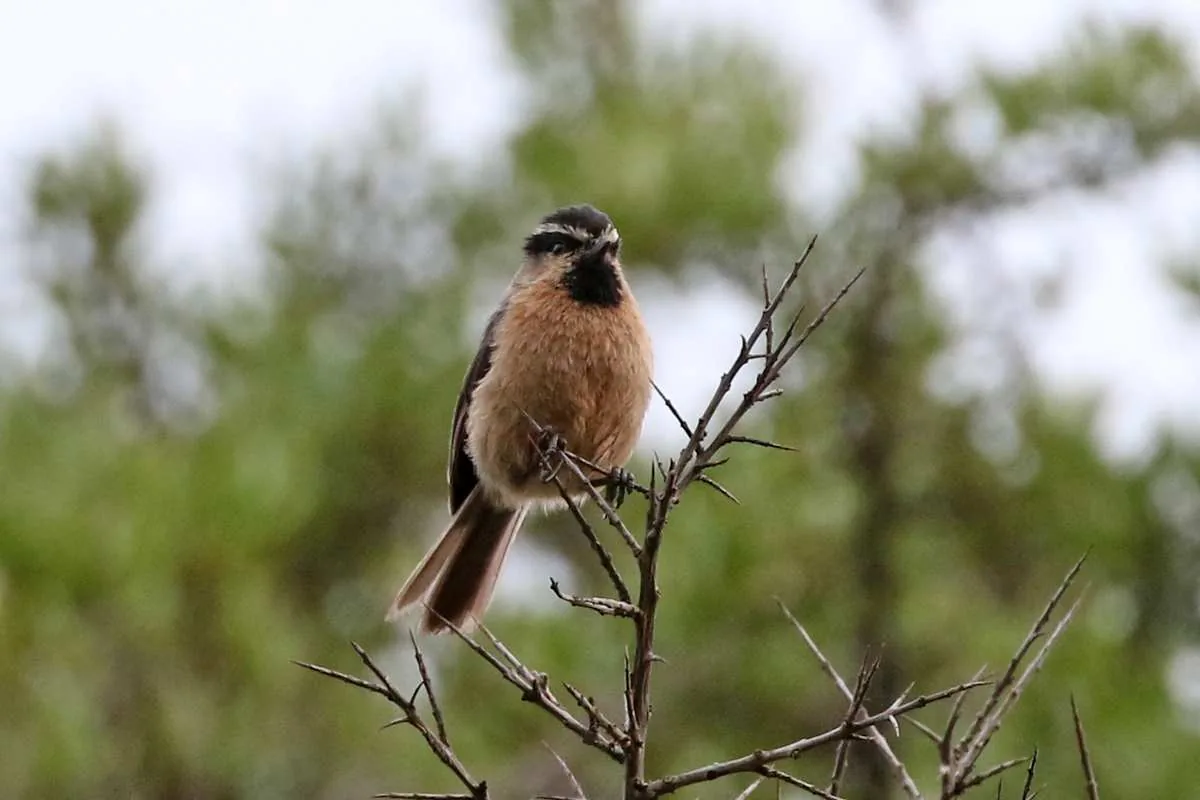 White-browed Tit and White-backed Thrush were both seen at Baxi
