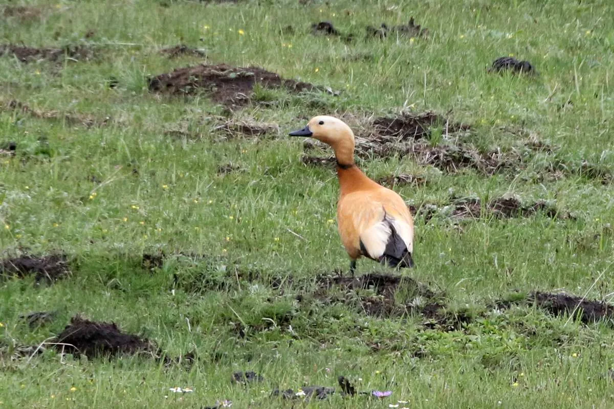 Ruddy Shelduck Tibetan Plateau