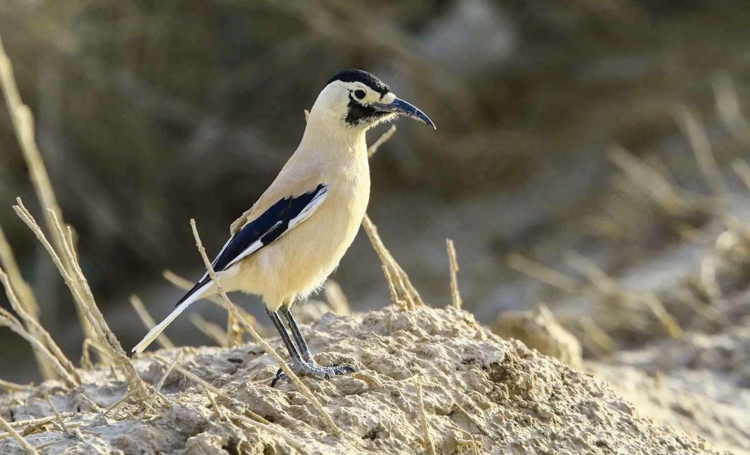 Xinjiang Ground Jay © Mike Nelson / Birdtour Asia