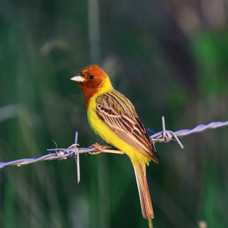 Eversman's Redstart and Red-headed Bunting